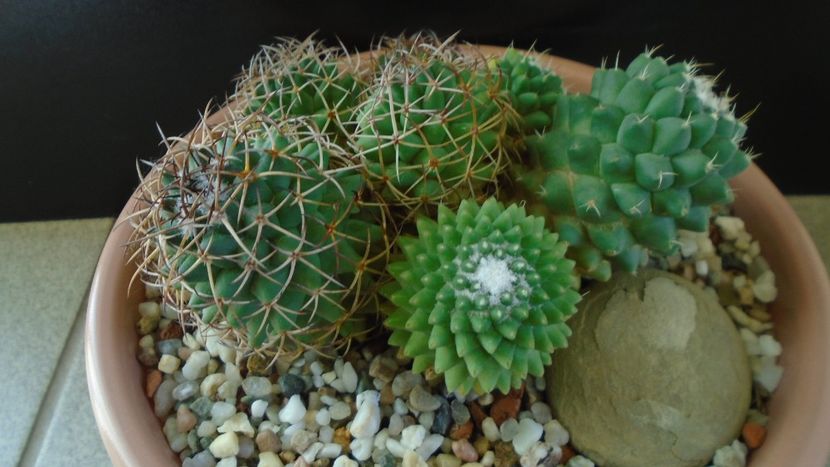 Mammillaria polythele cv. Stachellos & Mammillaria polythele ssp. obconella - Cactusi 2020 - catalogare 3