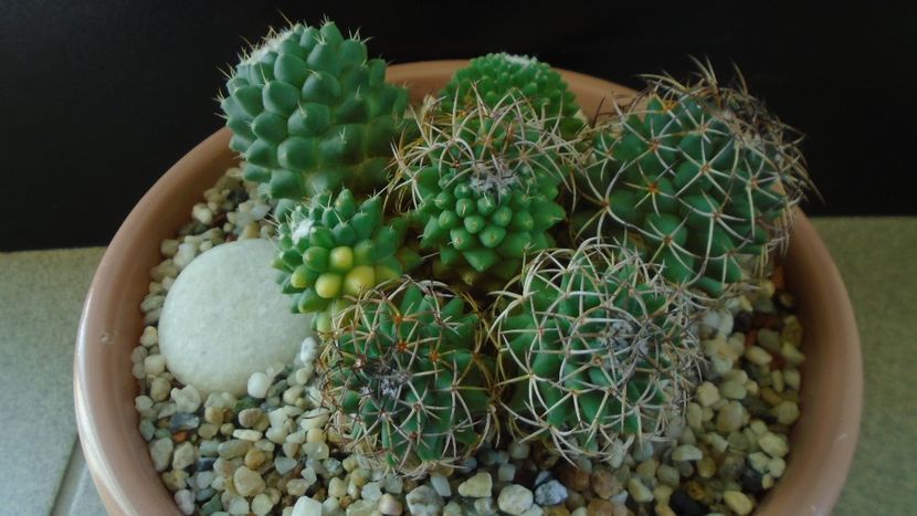 Mammillaria polythele cv. Stachellos & Mammillaria polythele ssp. obconella - Cactusi 2020 - catalogare 3