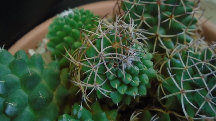 Mammillaria polythele cv. Stachellos & Mammillaria polythele ssp. obconella - Cactusi 2020 - catalogare 3