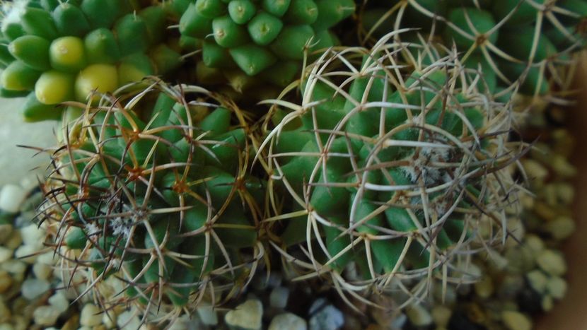Mammillaria polythele cv. Stachellos & Mammillaria polythele ssp. obconella - Cactusi 2020 - catalogare 3