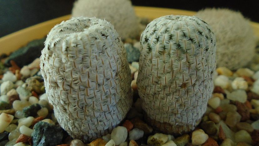 Mammillaria pectinifera - Cactusi 2020 - catalogare 3