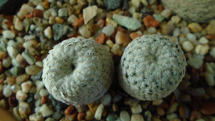 Mammillaria pectinifera - Cactusi 2020 - catalogare 3