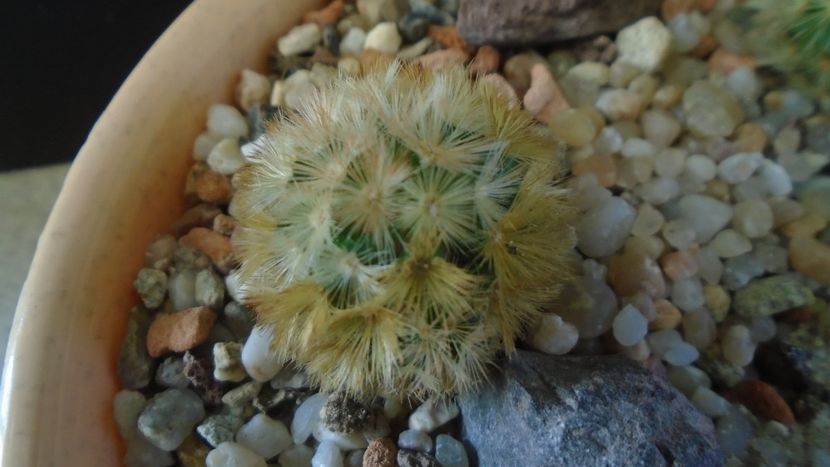 Mammillaria carmenae rubrispina - Cactusi 2020 - catalogare 3
