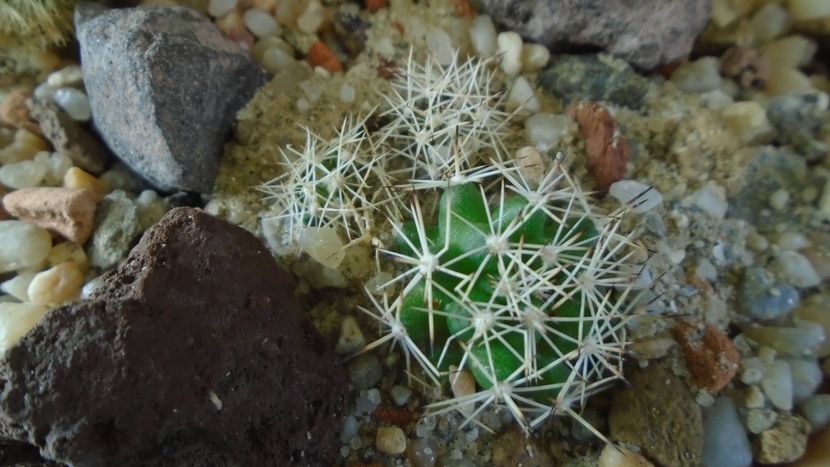 Mammillaria sphacelata - Cactusi 2020 - catalogare 3