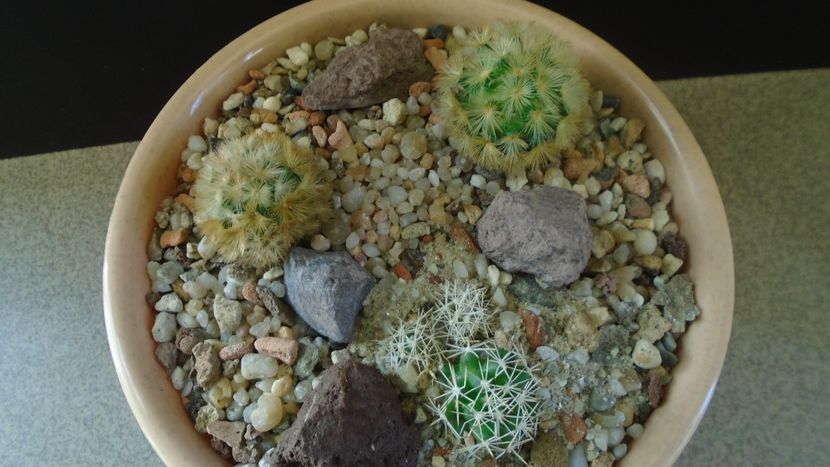 Grup de 3 Mammillaria - Cactusi 2020 - catalogare 3