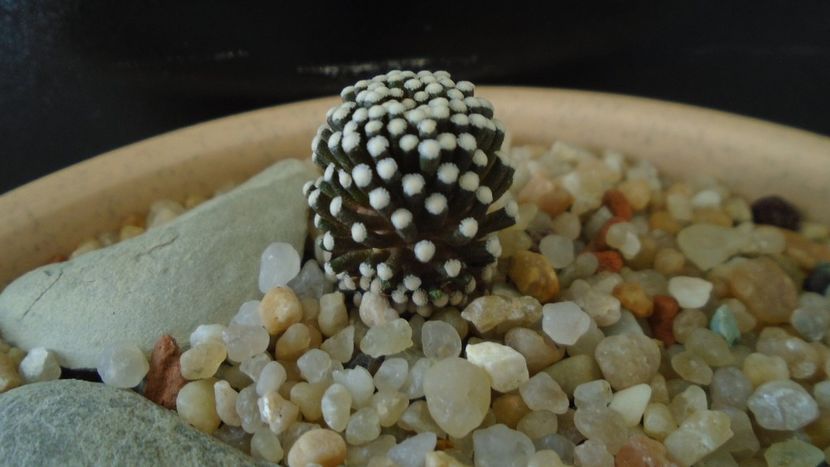 Mammillaria luethyi - Cactusi 2020 - catalogare 3