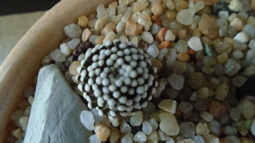 Mammillaria luethyi - Cactusi 2020 - catalogare 3