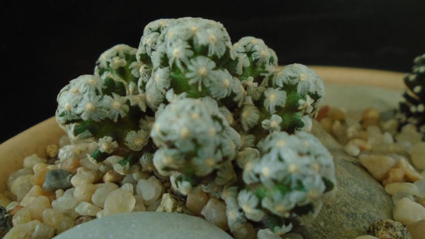 Mammillaria theresae - Cactusi 2020 - catalogare 3