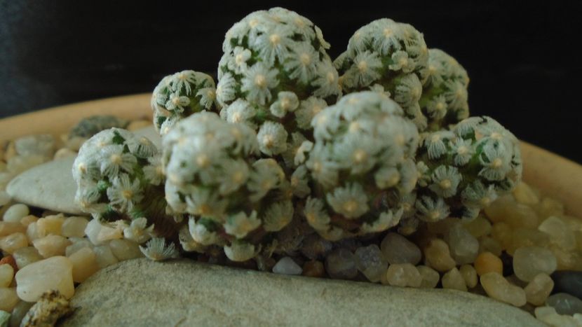 Mammillaria theresae - Cactusi 2020 - catalogare 3