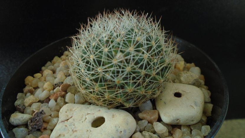 Mammillaria picta - Cactusi 2020 - catalogare 3