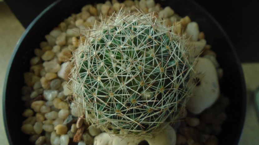 Mammillaria picta - Cactusi 2020 - catalogare 3