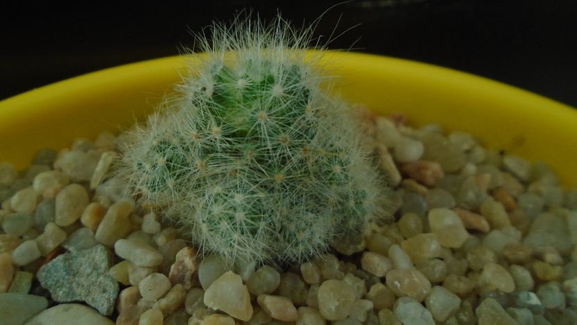 Mammillaria glassii v. nominis-dulcis - Cactusi 2020 - catalogare 3