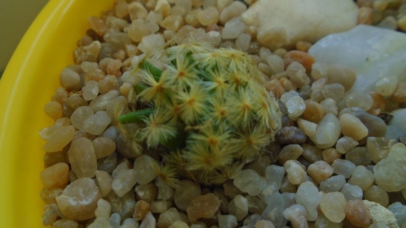 Mammillaria schiedeana - Cactusi 2020 - catalogare 3