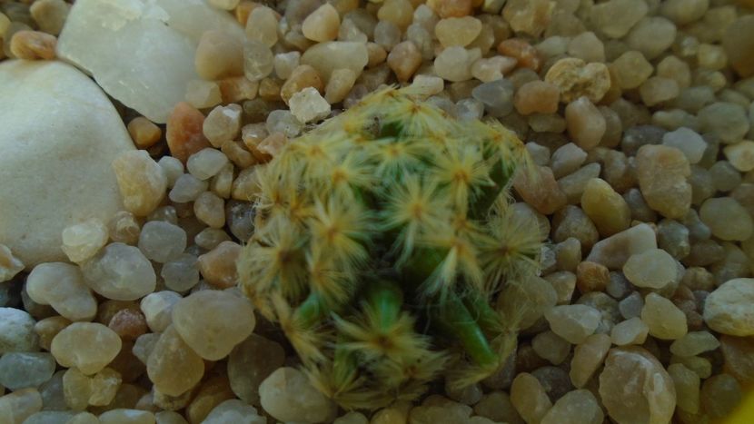 Mammillaria schiedeana - Cactusi 2020 - catalogare 3