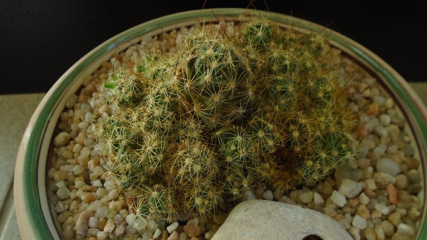 Mammillaria surculosa - Cactusi 2020 - catalogare 3