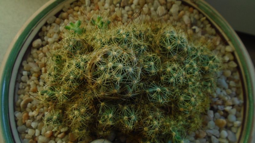 Mammillaria surculosa - Cactusi 2020 - catalogare 3