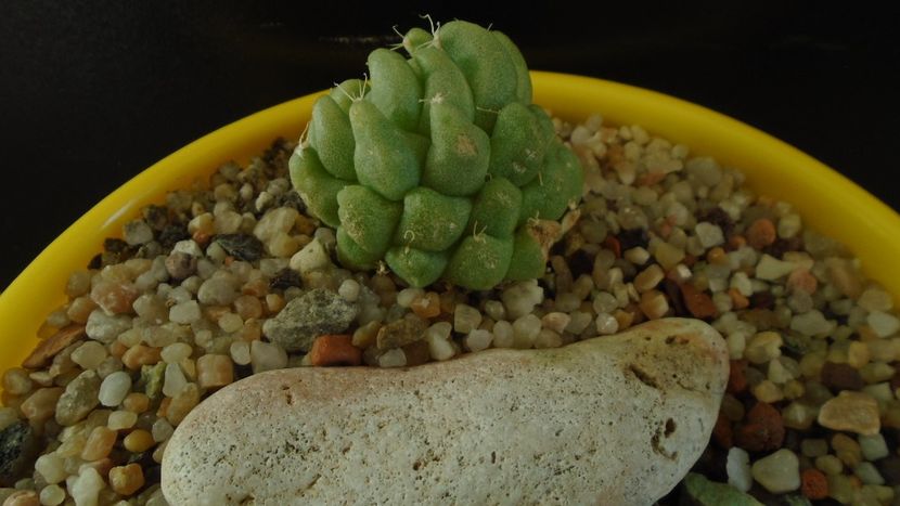 Mammillaria longimamma monstrose - Cactusi 2020 - catalogare 3