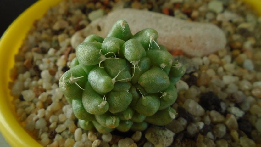 Mammillaria longimamma monstrose - Cactusi 2020 - catalogare 3