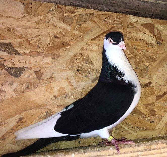 2022  mascul  2017 - B - perechi 2022