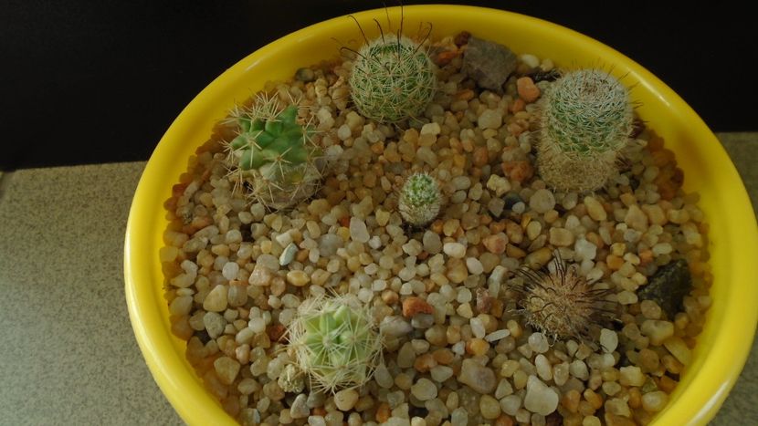 Grup de 6 Mammillaria - Cactusi 2020 - catalogare 3