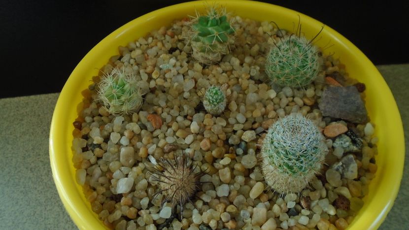 Grup de 6 Mammillaria - Cactusi 2020 - catalogare 3