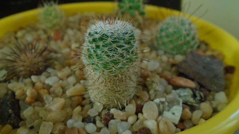 Mammillaria perbella v. lanata, San Pablo, Queretaro, Mx. - Cactusi 2020 - catalogare 3