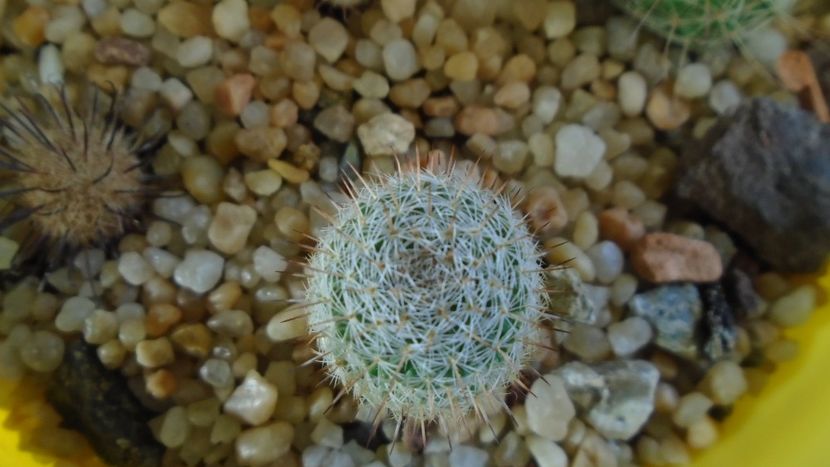 Mammillaria perbella v. lanata, San Pablo, Queretaro, Mx. - Cactusi 2020 - catalogare 3
