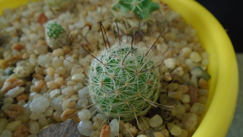 Mammillaria grahamii - Cactusi 2020 - catalogare 3