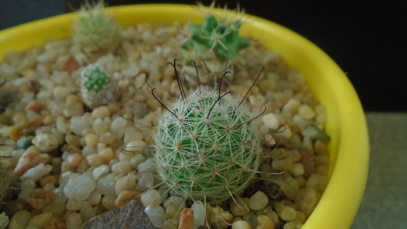 Mammillaria grahamii - Cactusi 2020 - catalogare 3