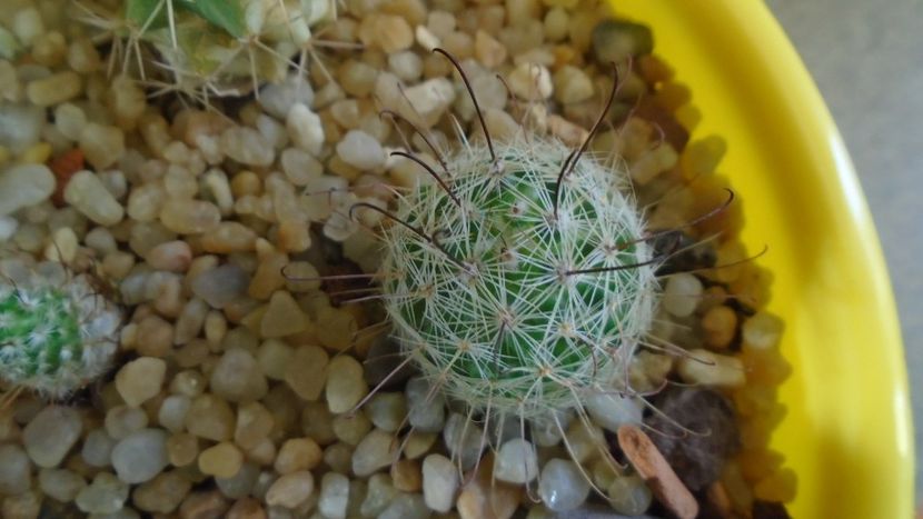 Mammillaria grahamii - Cactusi 2020 - catalogare 3