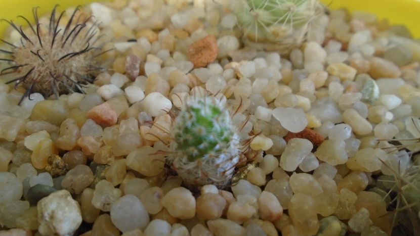 Mammillaria perezdelarosae - Cactusi 2020 - catalogare 3