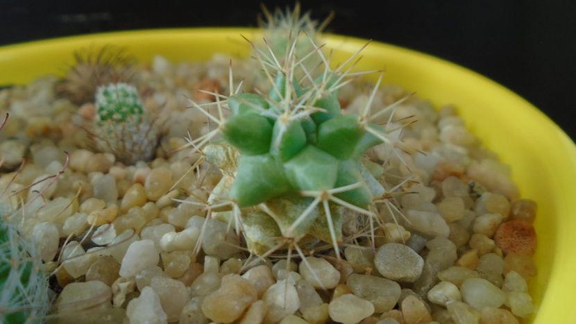 Mammillaria peninsularis - Cactusi 2020 - catalogare 3