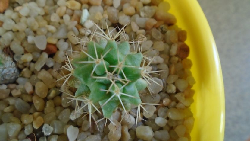 Mammillaria peninsularis - Cactusi 2020 - catalogare 3