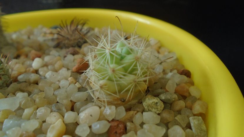 Mammillaria boolii - Cactusi 2020 - catalogare 3
