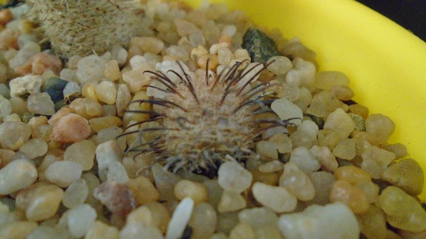 Mammillaria stella-de-tacubaya - Cactusi 2020 - catalogare 3