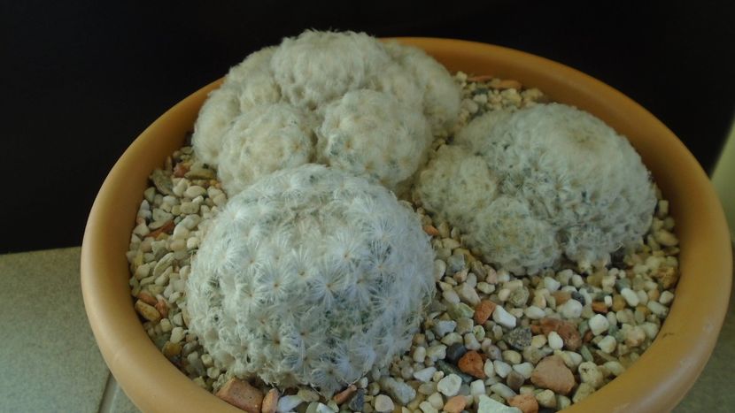 Mammillaria plumosa (2 ex.)  & Mammillaria plumosa v. roseiflora - Cactusi 2020 - catalogare 3