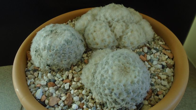 Mammillaria plumosa (2 ex.)  & Mammillaria plumosa v. roseiflora - Cactusi 2020 - catalogare 3