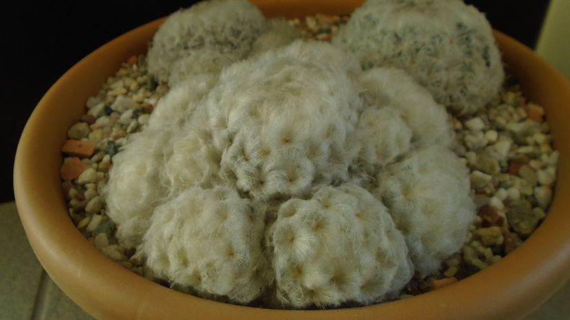 Mammillaria plumosa - Cactusi 2020 - catalogare 3