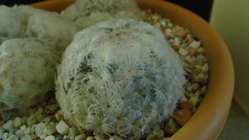 Mammillaria plumosa - Cactusi 2020 - catalogare 3