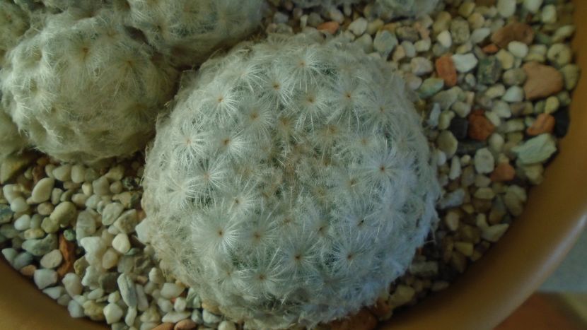 Mammillaria plumosa - Cactusi 2020 - catalogare 3