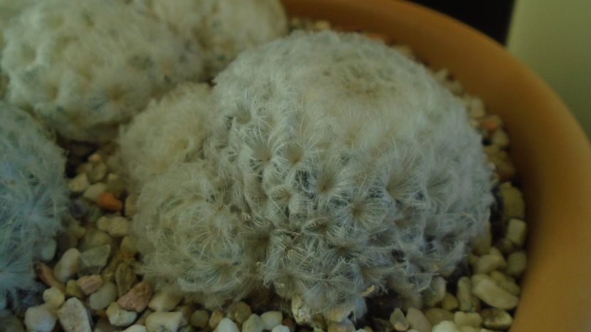 Mammillaria plumosa v. roseiflora - Cactusi 2020 - catalogare 3