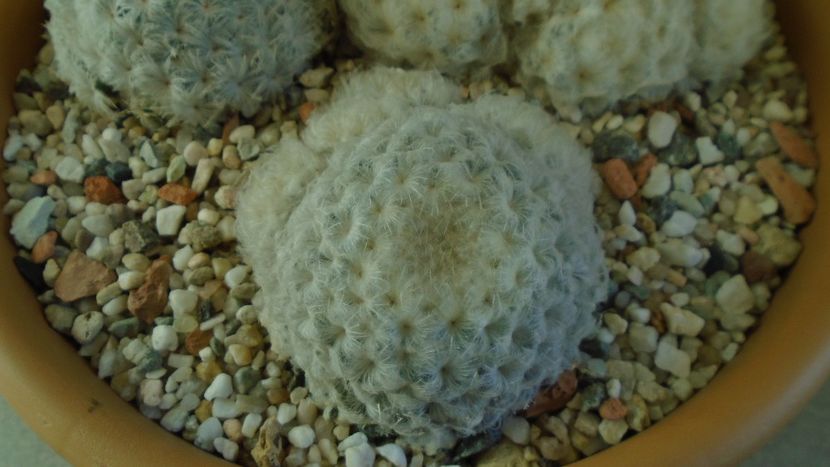 Mammillaria plumosa v. roseiflora - Cactusi 2020 - catalogare 3