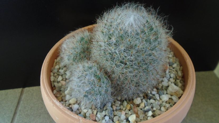 Mammillaria bocasana - Cactusi 2020 - catalogare 3