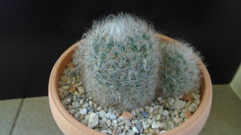Mammillaria bocasana - Cactusi 2020 - catalogare 3