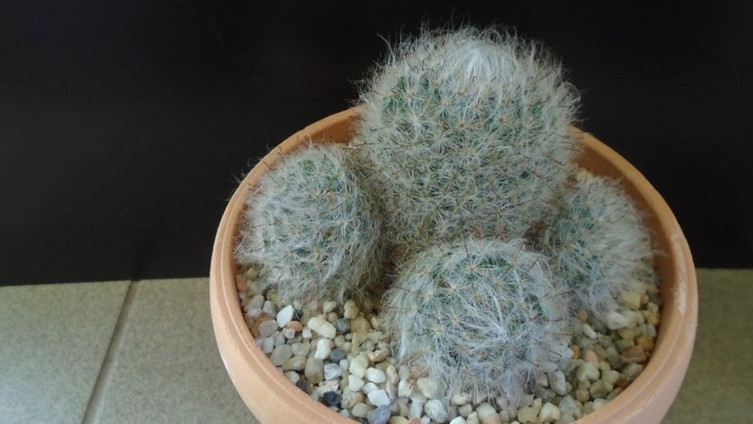 Mammillaria bocasana - Cactusi 2020 - catalogare 3