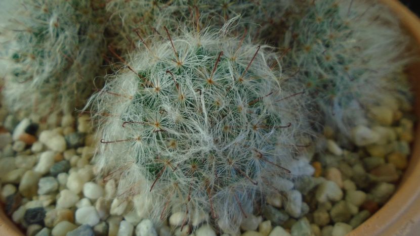 Mammillaria bocasana - Cactusi 2020 - catalogare 3