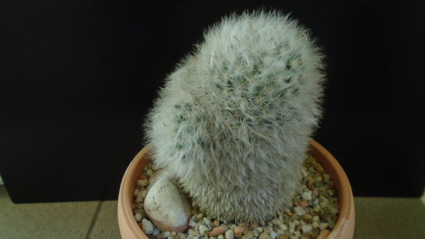 Mammillaria bocasana cv. multilanata - Cactusi 2020 - catalogare 3