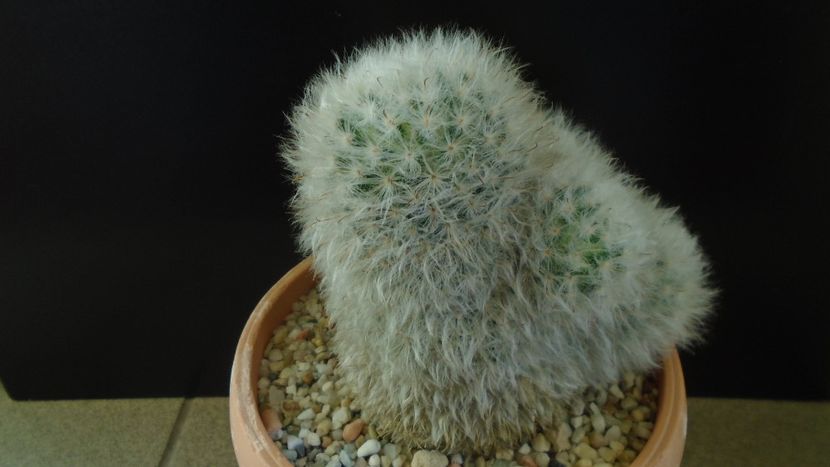Mammillaria bocasana cv. multilanata - Cactusi 2020 - catalogare 3