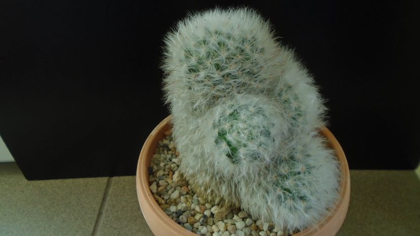Mammillaria bocasana cv. multilanata - Cactusi 2020 - catalogare 3