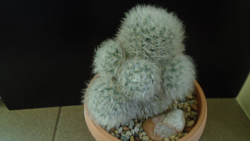 Mammillaria bocasana cv. multilanata - Cactusi 2020 - catalogare 3